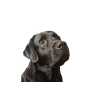 Labrador Picture HQ Image Free PNG