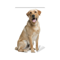Labrador Picture Download HQ PNG