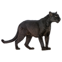 Jaguar Panther Royalty-Free Cougar Black Cheetah