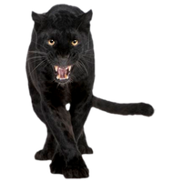 Jaguar Felidae Panther Cat Cougar Black