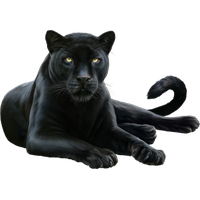 Leopard Felidae Black Cougar Panther Free Download Image