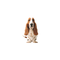 Basset Hound Png Picture