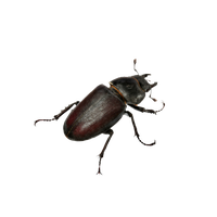 Beetle Png Clipart