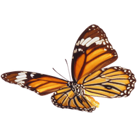 Butterfly Png 7