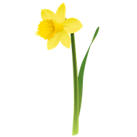 Daffodils Png Picture
