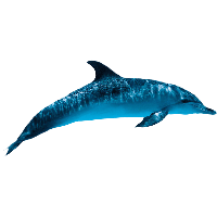 Dolphin Transparent