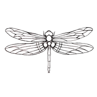 Dragonfly Tattoos Png