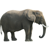 Elephant Png Clipart
