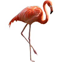 Flamingo Png Image