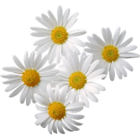 Flowers Png 2