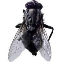 Fly Png 2