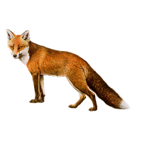 Fox Png 8