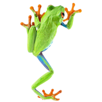 Frog Png 4