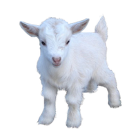 Goat Png Pic