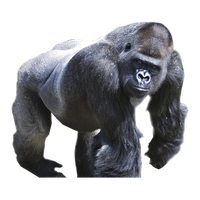 Gorilla Png Picture