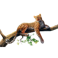 Jaguar Png Picture