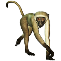 Monkey Free Png Image