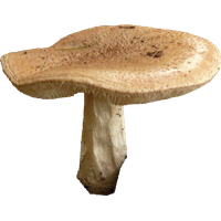 Mushroom Free Png Image