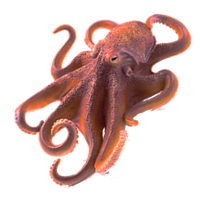Octopus Free Png Image