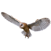 Owl Png Image