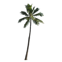 Palm Tree Png Image