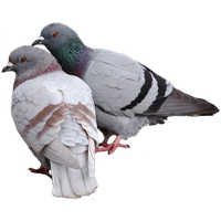 Pigeon Png Pic