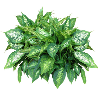 Plants Free Download Png