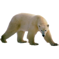 Polar Bear Png Clipart