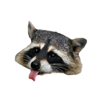 Raccoon Png Clipart