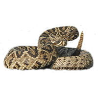 Rattlesnake Png Image