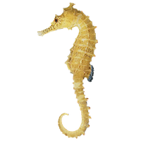 Seahorse Free Download Png