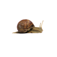 Snail Png File