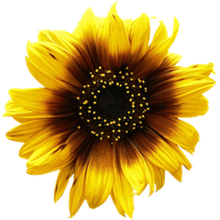 Sunflowers Png Picture