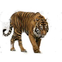 Tiger Png Clipart
