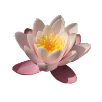 Water Lily Free Download Png