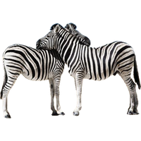 Zebra Png Picture