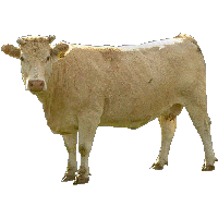 Beige Cow Png Image