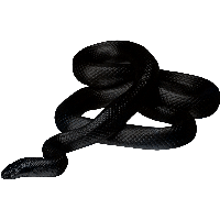 Black Snake Png Image Picture Download 