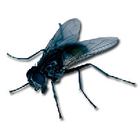 Fly Png Image