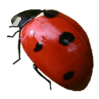 Ladybug Png Image