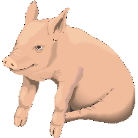 Picture Pig Png Image