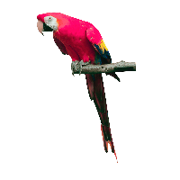 Pink Parrot Png Images Download