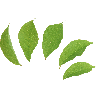 Green Leaves Picture Png
