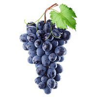 Isabella Grape Concord Purple Vine Common Wine