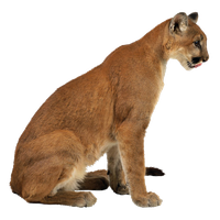 Cougar Lynx Leopard Eurasian Cheetah Free HQ Image