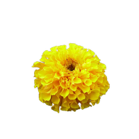 Cut Portable Graphics Artificial Blog Chrysanthemum Naver