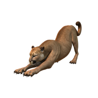 Puma Breed Dog Cat Cougar Felinae Puppy