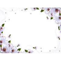 White Flower Frame Wallpaper Download Free Image