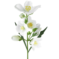 White Flower Jasmine HQ Image Free PNG