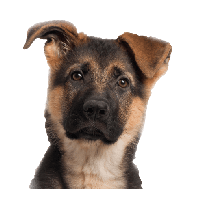 Dog Png Image Picture Download Dogs